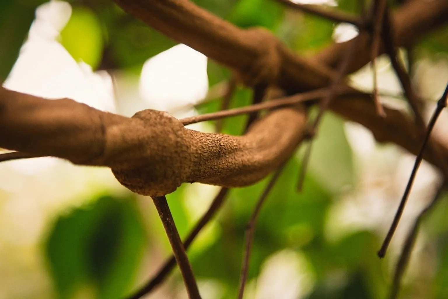 How Ayahuasca Influences Brain Neuroplasticity and Emotional Healing Pathways